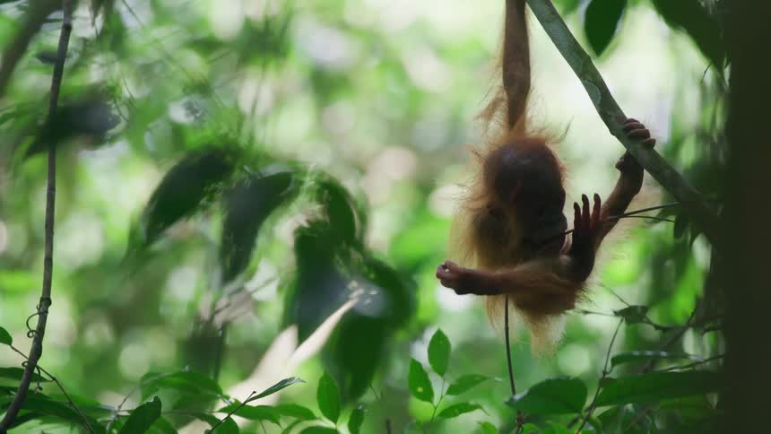 Baby orangutan picking up thin twigs while standing in a tree in a forest