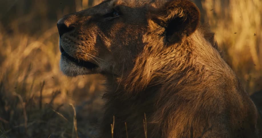 Lion sitting in the jungle with mosquitoes around