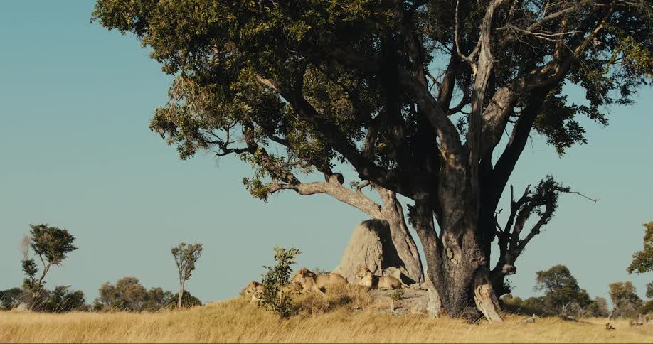 Lions in a savanna resting under a tree