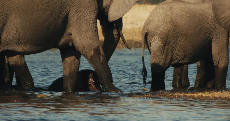 Elephants of different sizes drinking water from a river in the jungle
