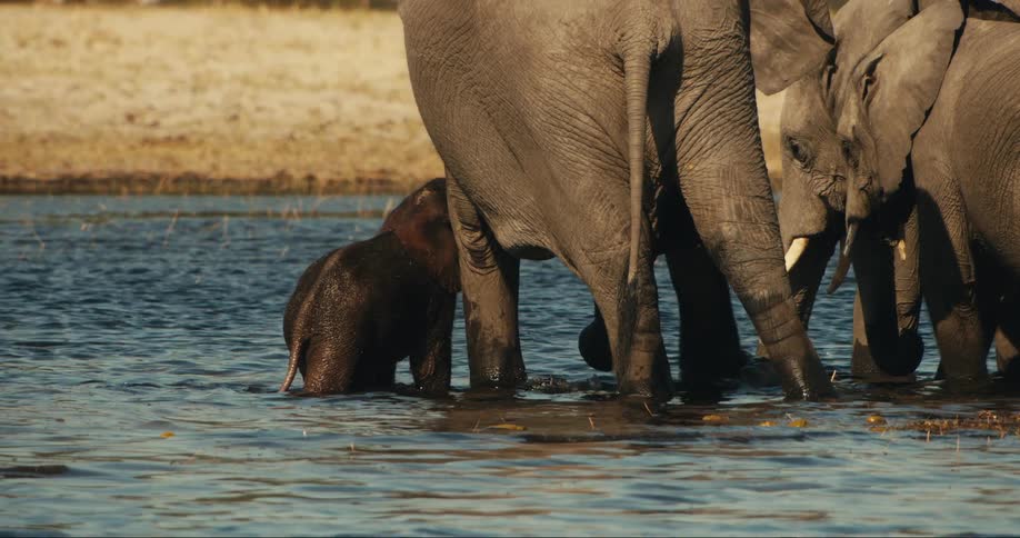 A baby elephant stands up in the water and walks to the herd