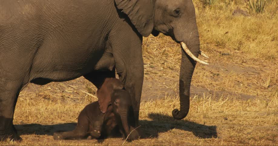 A baby elephant falls down