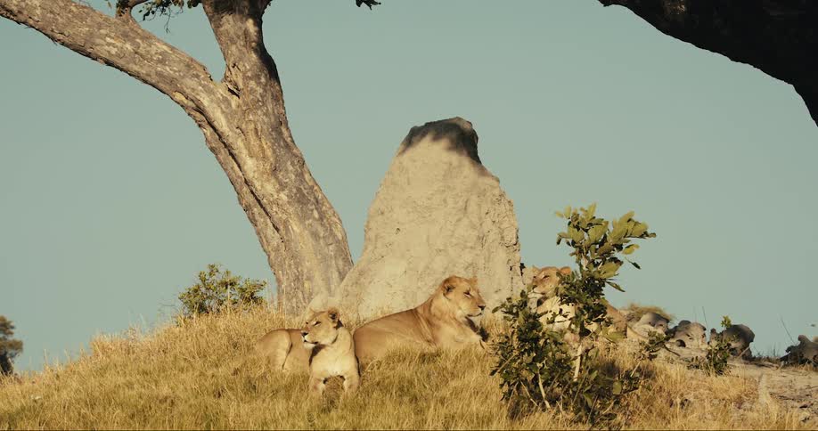 Lions lying next to a rock in the jungle