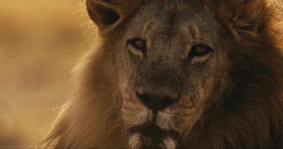 Close up of a lions face