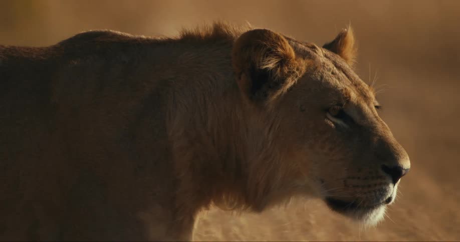 A lioness walks through tall grassland at midday