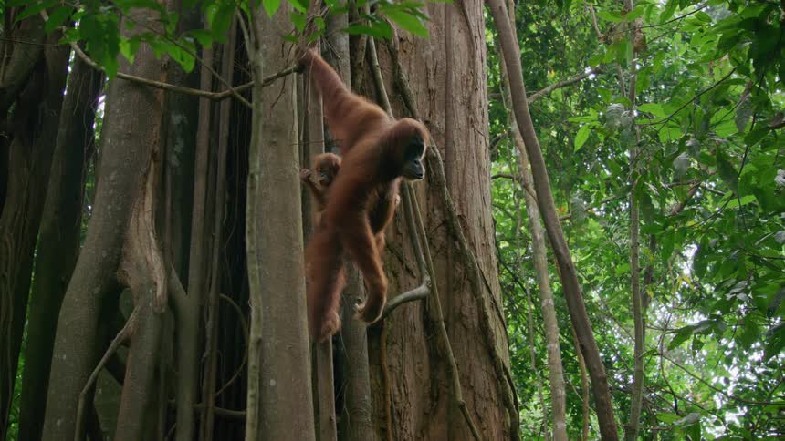 Orangutan with her baby leaning on a tree trunk in the forest