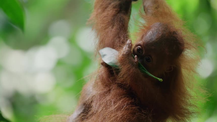 The baby orangutan is hanging from a tree while eating a leaf