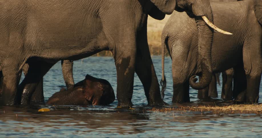 Adult elephants and a calf in a river in the jungle