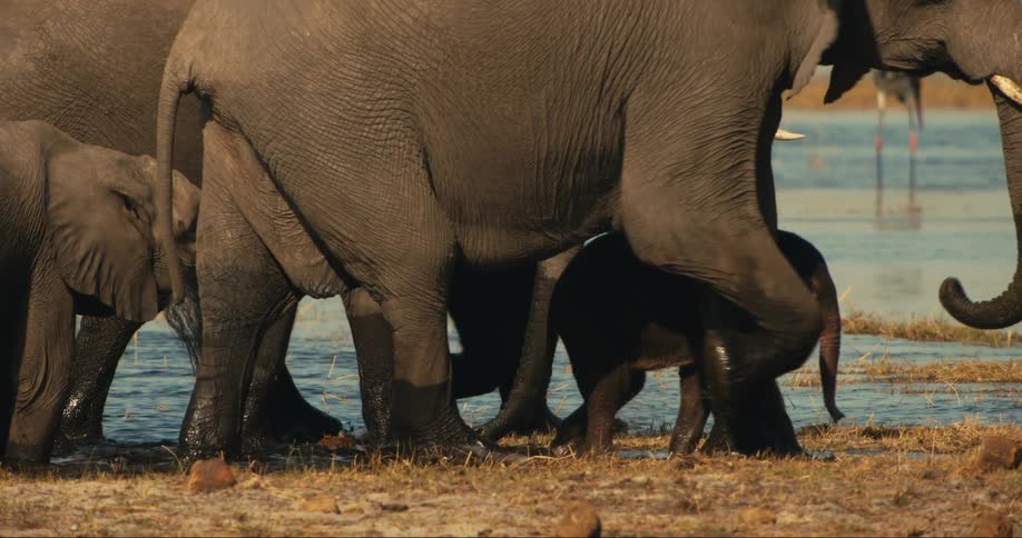 Baby and adult elephants walking through the savanna next to a river