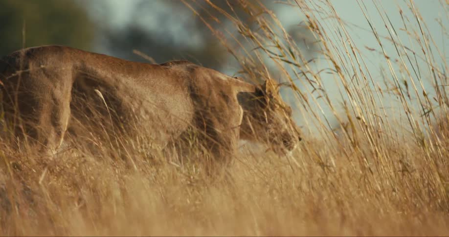 A lioness walking through tall grasses in the african savanna