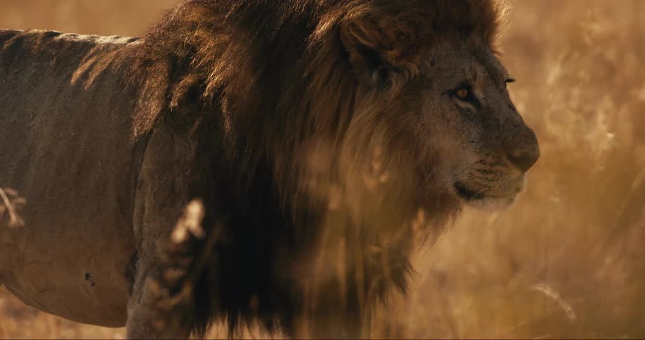 A majestic lion with a thick mane walks through tall grass