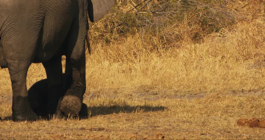 Baby elephant lying below an adult elephant in the middle of a jungle
