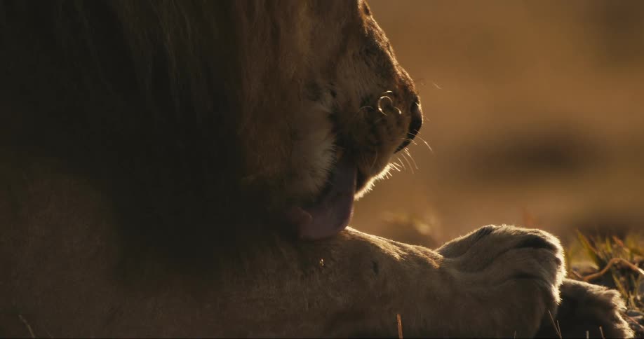 Lion sitting licking his own paw