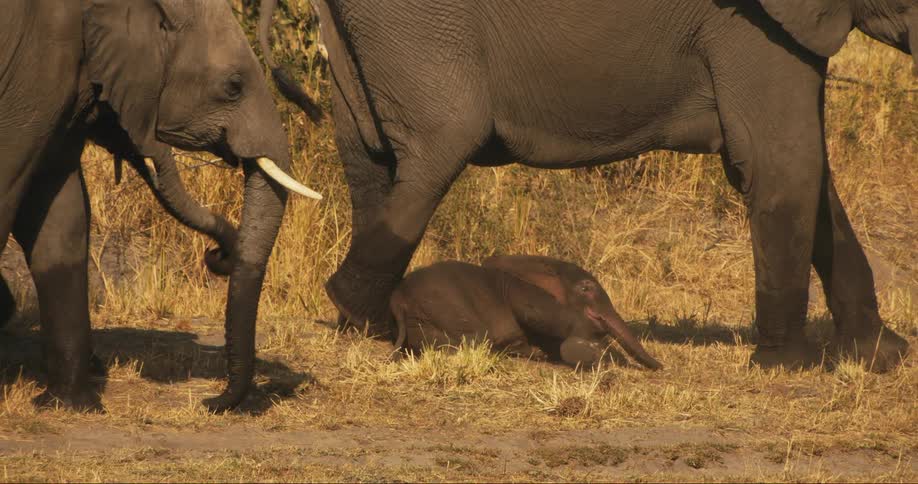 Baby elephant under an adult elephant in the jungle