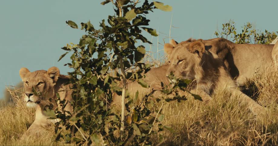 Lions lying in the jungle during the day