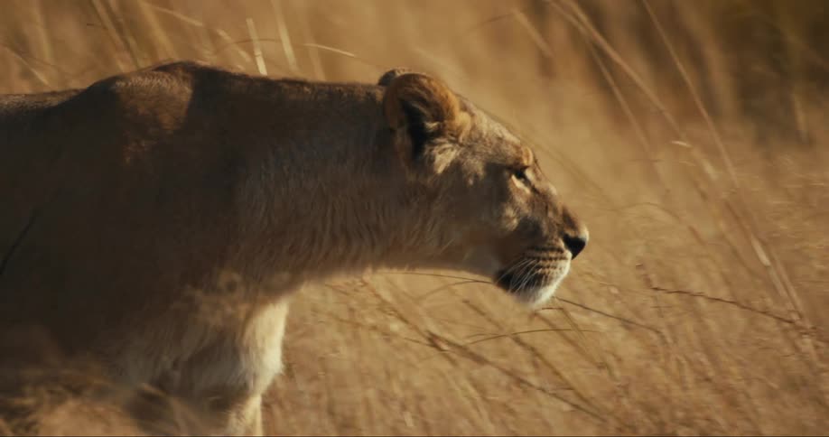 Lioness walking carefully through reeds in a jungle
