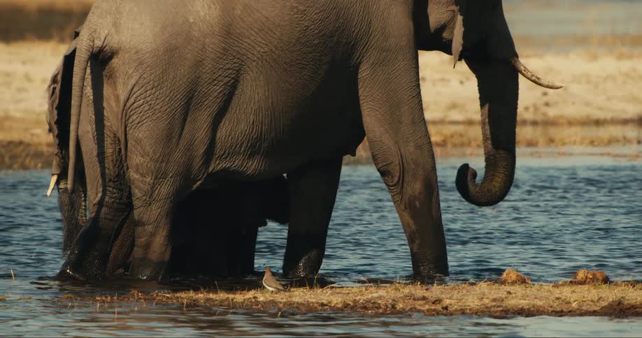 Elephants are walking around in the water