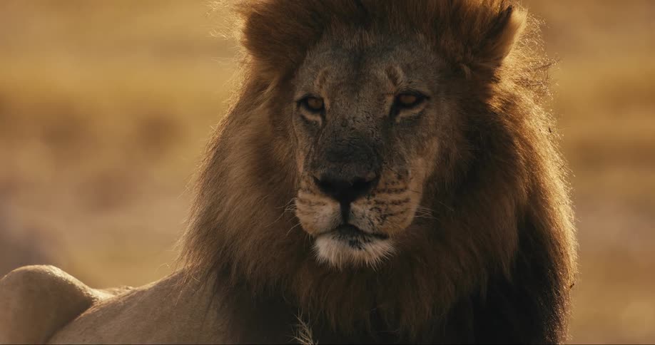 Close up of a lion sticking out its tongue