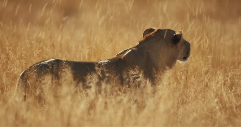 A lion sneaks through the tall grass