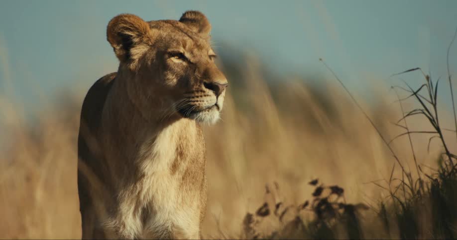 A lion is looking around in the tall grass