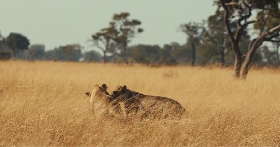 Two lions running through the reeds and playing in the jungle
