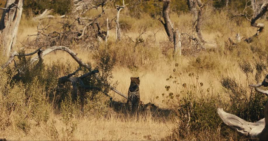 Leopard sitting in its natural habitat surrounded by vegetation