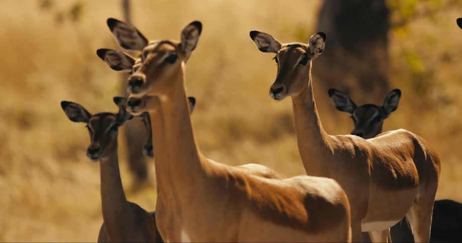 Group of impalas in their natural habitat