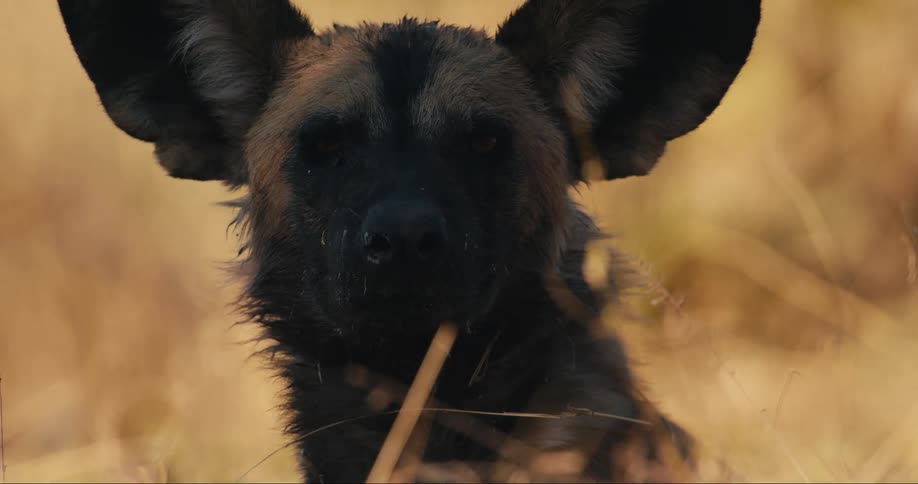 African wild dog in the jungle