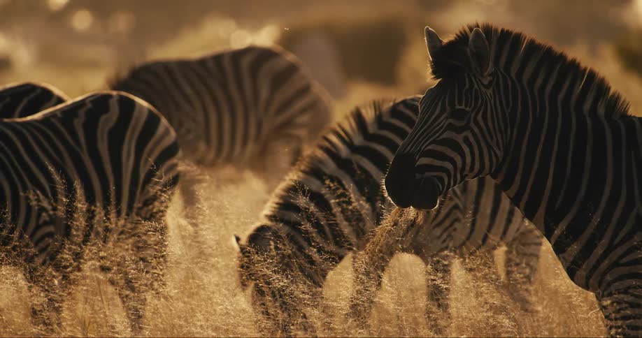 Zebra are grazing on grass