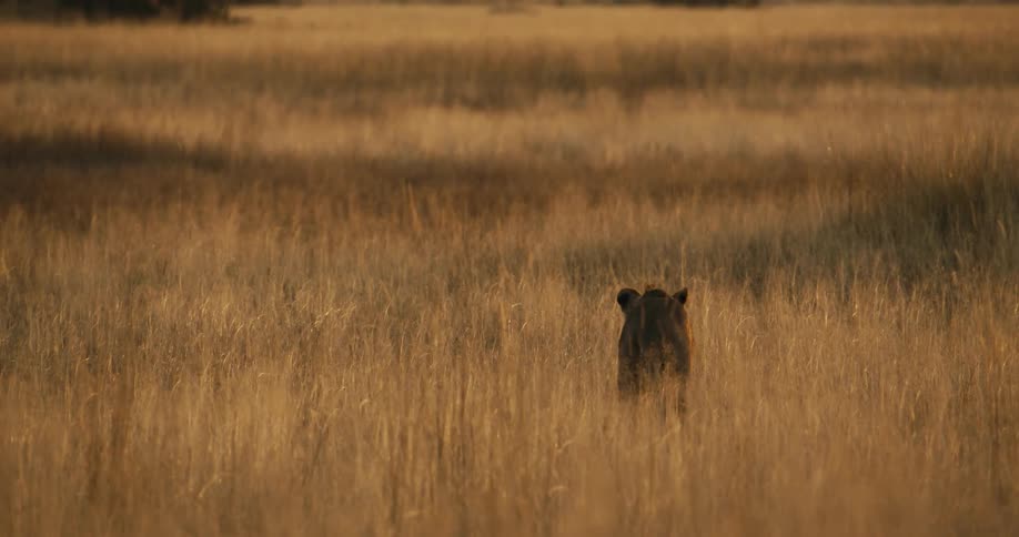 A young male lion walking through tall grasses in the african savanna