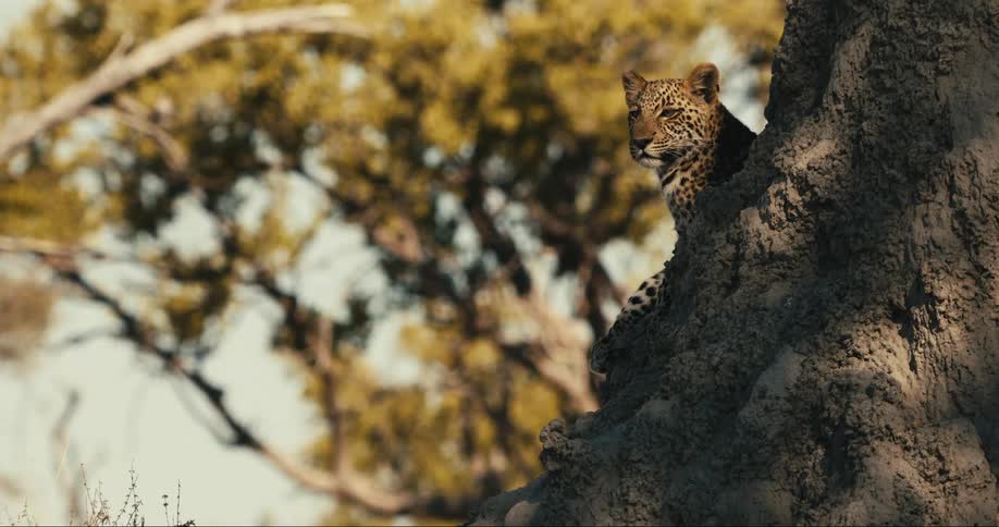 The leopard is perched on the tree trunk