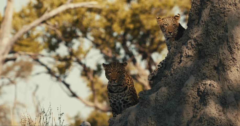 Two leopards rest atop a rocky outcrop concealed within the shadows of the dense jungle canopy