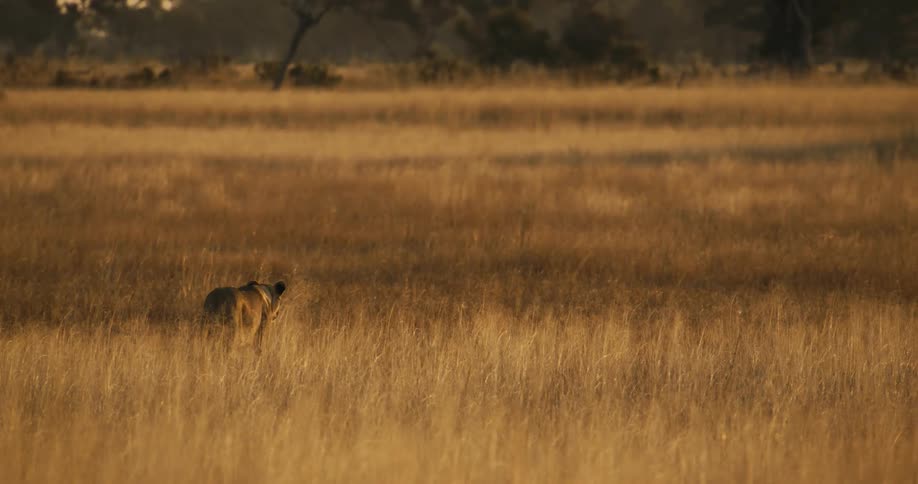 Lioness walking in reeds through the jungle