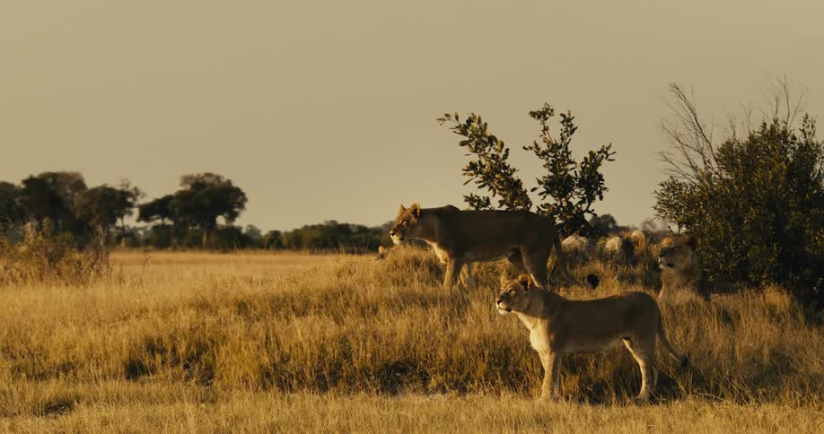 Lions in a savanna in their natural habitat
