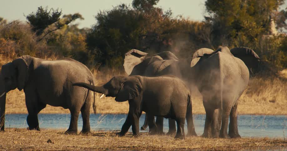 A group of elephants including adults and calves standing near a watering hole