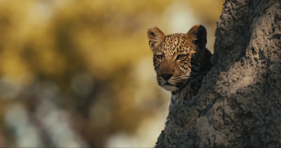 The face of a leopard that is illuminated by sunlight next to a rock and it is looking sideways