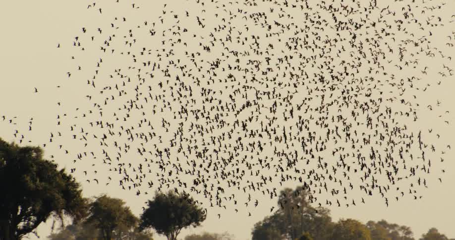 A flock of many birds flying in a natural region with some trees and then going to the sky