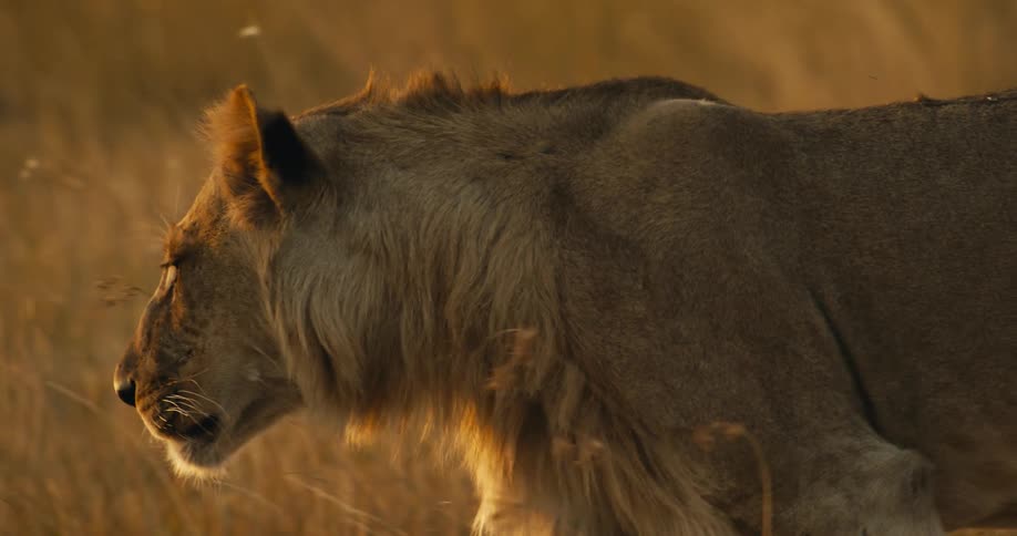 Young male lion walking through the savanna