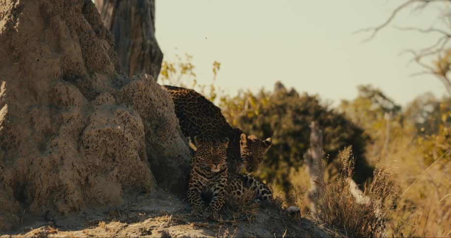 A mother leopard and her cub standing beside a tree trunk in a dry grassy landscape with sparse vegetation
