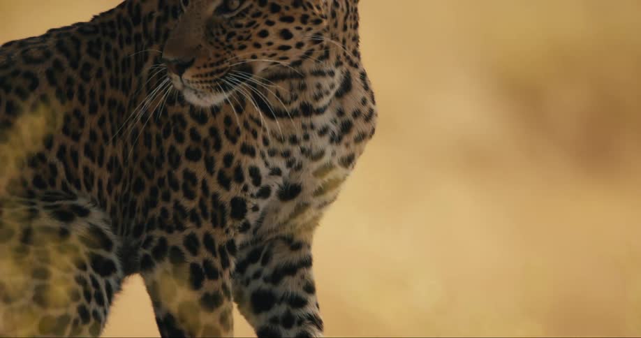 Leopard in the jungle licking itself