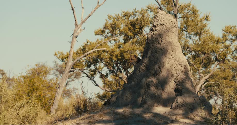 A leopard standing beside a dirt mound in a dry grassy landscape with sparse vegetation