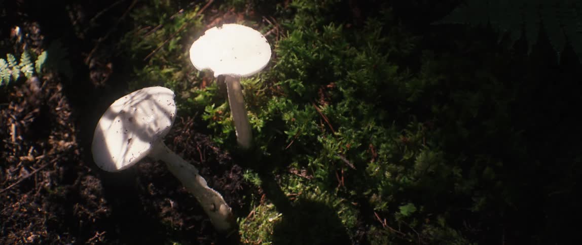 Two white mushrooms in green foliage with sunlight filtering through shaking from earthquake