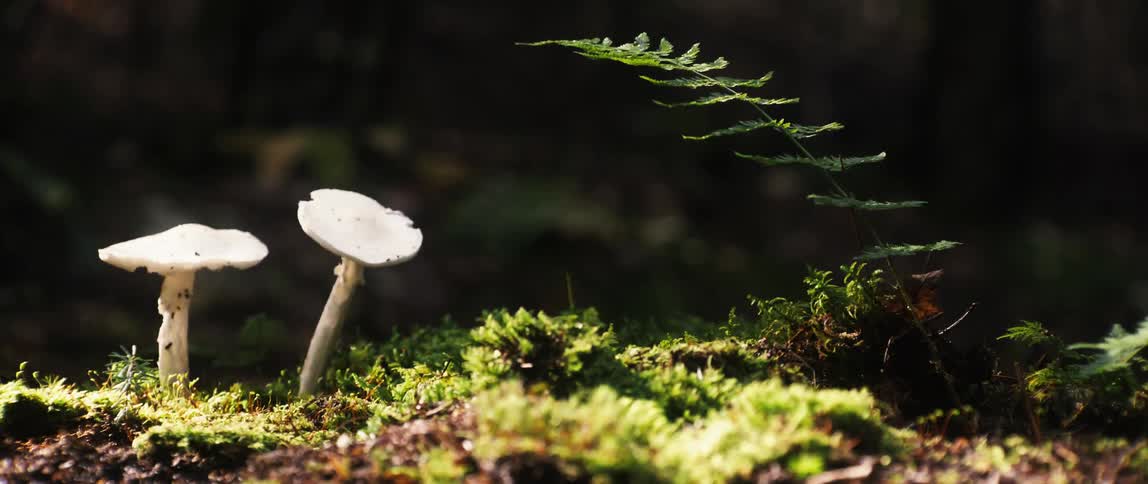 Two white mushrooms on a bed of green moss with a small fern to the right disturbed by a passing mountain bike