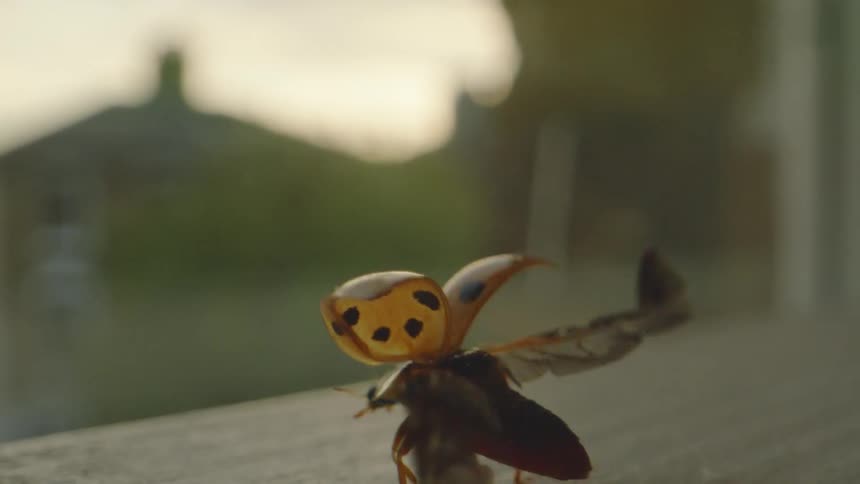 Close up of a ladybug walking and spreading its wings and flying away