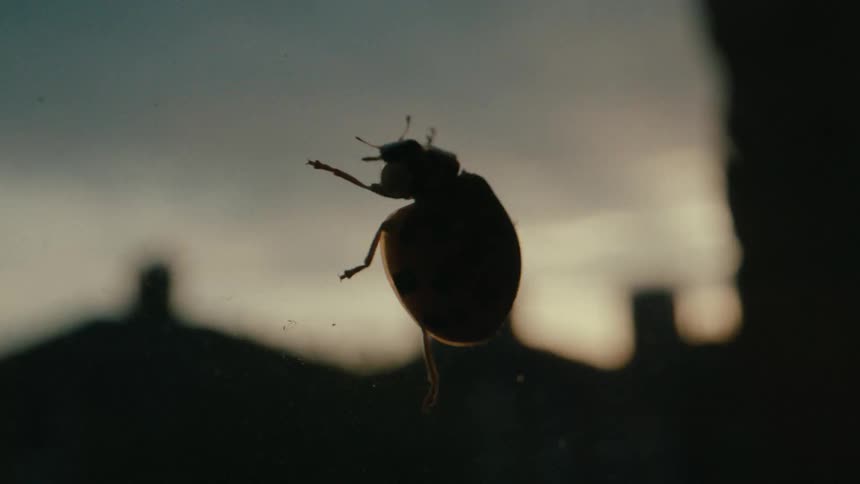 A silhouette of ladybug walking on a glass window with a city skyline in the background