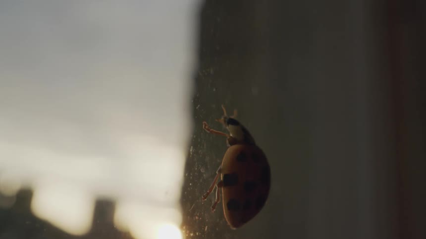 A bug slowly crawls up the window as the sun sets