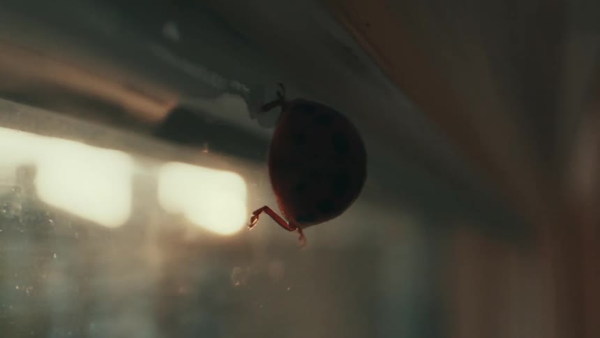 An insect quickly runs along a window in a house