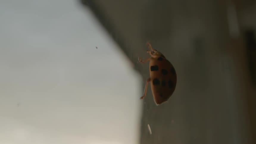 A macro lens follows a ladybug as it crawls on the glass