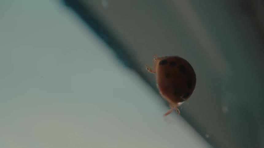 A unique perspective of a ladybug as it crawls up the window