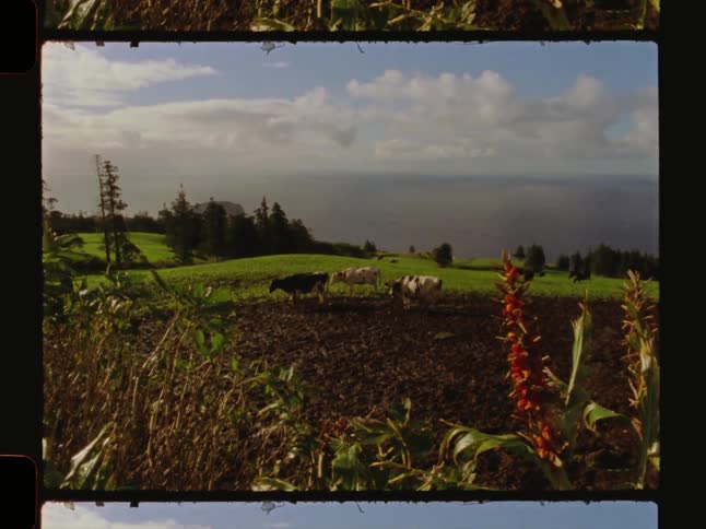 Bulls and cows on a plot of land with vegetation